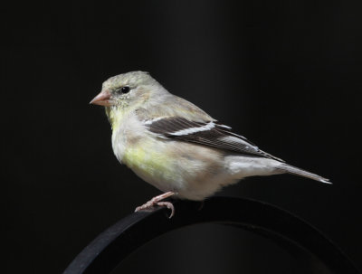 American Goldfinch - Spinus tristis  (female)