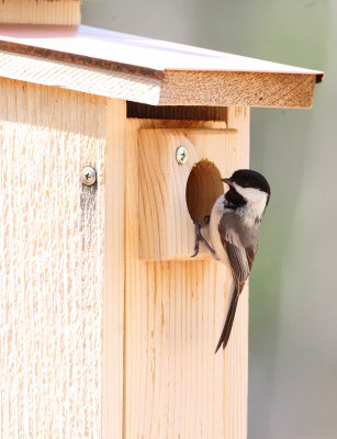 Black-capped Chickadee - Poecile atricapillus