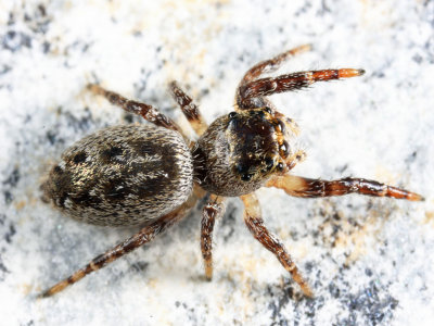 Bronze Jumper - Eris militaris