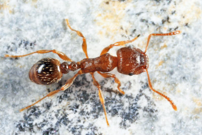 Immigrant Pavement Ant - Tetramorium immigrans