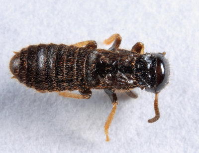 Eastern Subterranean Termite - Reticulitermes flavipes