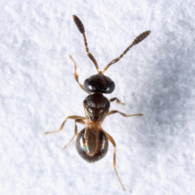 Trimorus sp. (female)