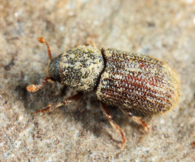 Native Elm Bark Beetle - Hylurgopinus rufipes