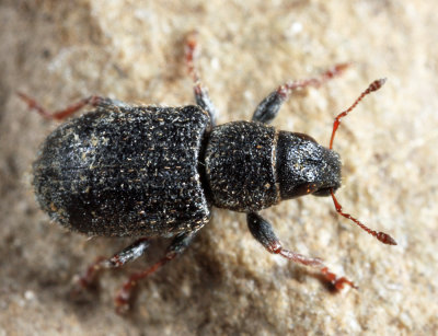 Clover Weevil - Sitona hispidulus (very worn)