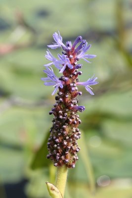 Pickerel Weed - Pontederia cordata