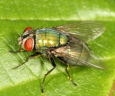 Lucilia sericata