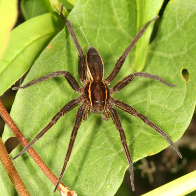 Nursery Web and Fishing Spiders - Pisauridae