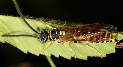 Five-banded Tiphiid Wasp - Myzinum quinquecinctum (male)