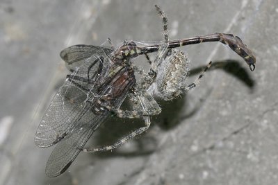  Barn Spider eating a Zebra Clubtail - Araneus cavaticus