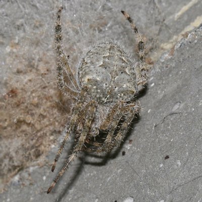  Barn Spider - Araneus cavaticus