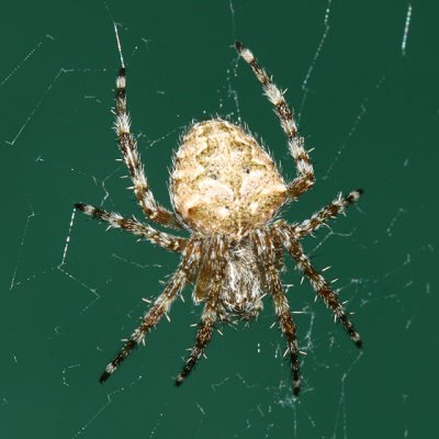  Barn Spider - Araneus cavaticus