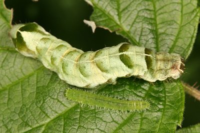 10292 - Hitched Arches - Melanchra adjuncta