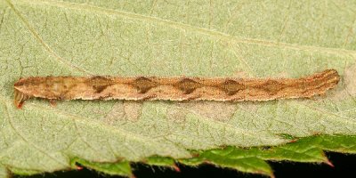 7487 -  Grey Pug - Eupithecia subfuscata