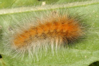 8137 - Yellow Bear - Spilosoma virginica