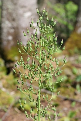 Lettuce - Lactuca sp.