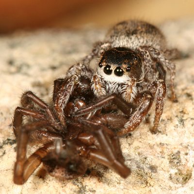 Habronattus sp. (eating another spider)