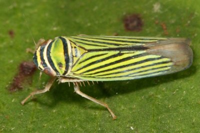 Leafhoppers genus Tylozygus