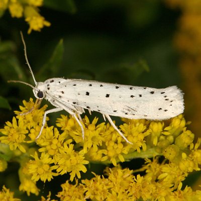 2420.1 Spindle Ermine Moth - Yponomeuta cagnagella