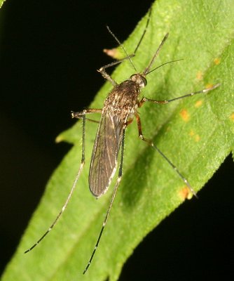  Inland Floodwater Mosquito - Aedes vexans