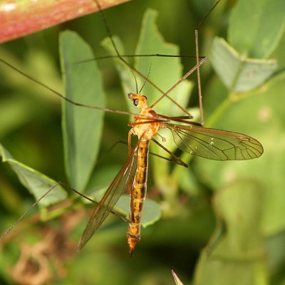 Nephrotoma ferruginea