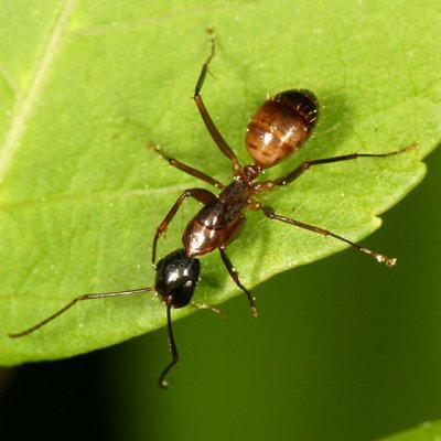 Camponotus  americanus (minor worker)