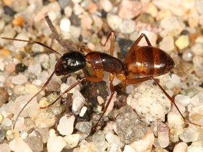 Camponotus americanus