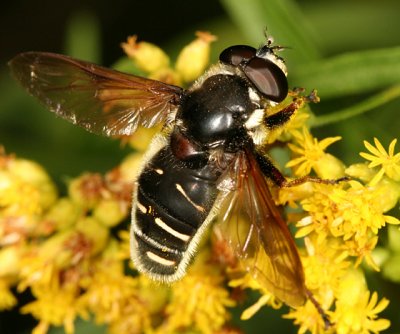 Sericomyia militaris