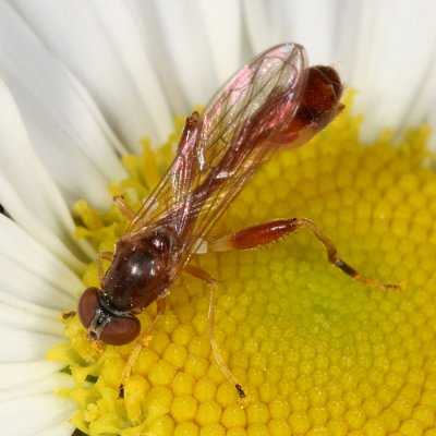 Syrphid Flies - subfamily Eristalinae