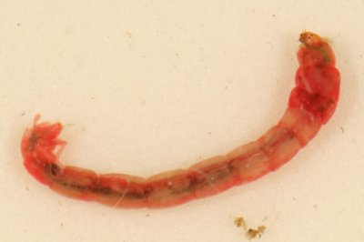 Chironomus sp. (aquatic larva)