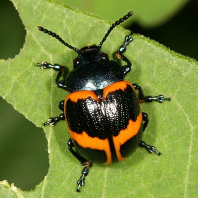 Swamp Milkweed Leaf Beatle - Labidomera clivicollis