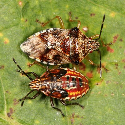 adult and nymph - Elasmucha lateralis