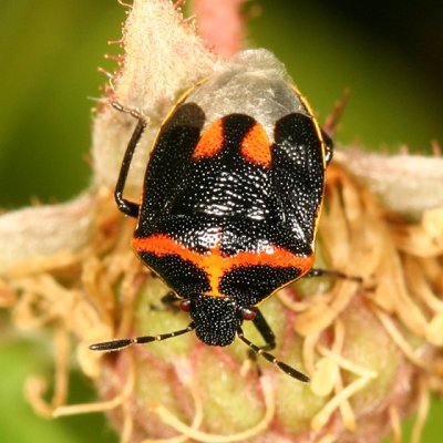 Twice-stabbed Stink Bug - Cosmopepla lintneriana