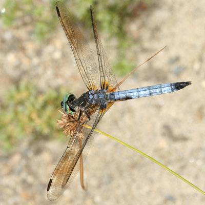 Blue Dasher - Pachydiplax longipennis (male)