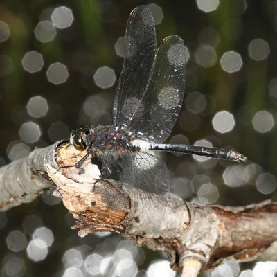 Red-waisted Whiteface - Leucorrhinia proxima