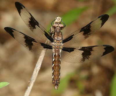 Common Whitetail - Libellula lydia (female)