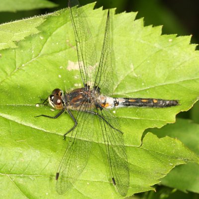 Belted Whiteface - Leucorrhinia proxima