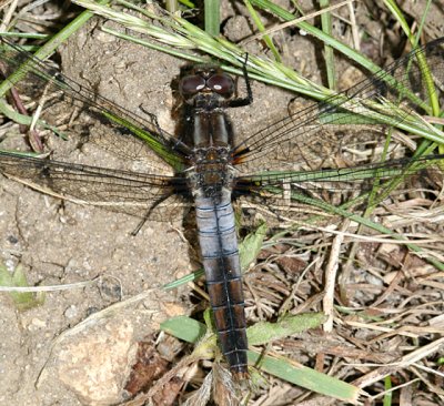 Chalk-fronted Corporal - Ladona julia