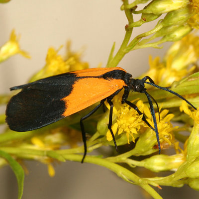 8087 -- Black-and-yellow Lichen Moth -- Lycomorpha pholus