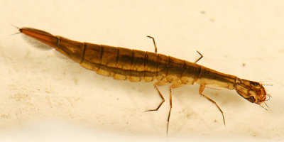 Acilius sp. larva
