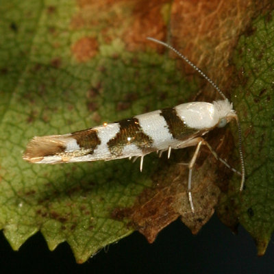 2457 -- Bronze Alder Moth -- Argyresthia goedartella