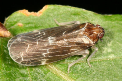 Synecdoche dimidiata