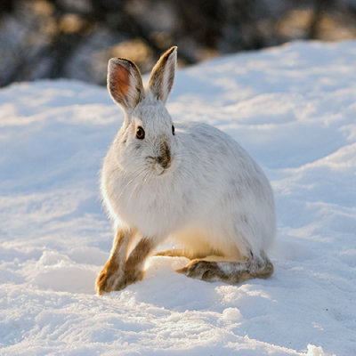 Snowshoe hare