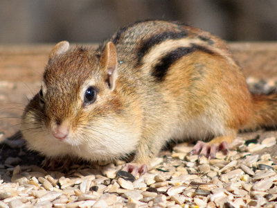 Chipmunk