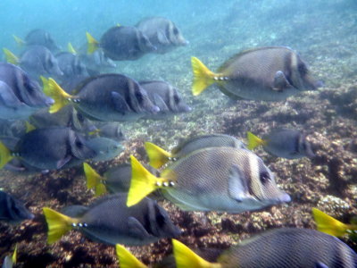 School of yellow tail