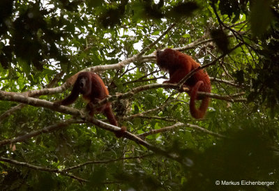 we saw these howler monkeys making amazing noises