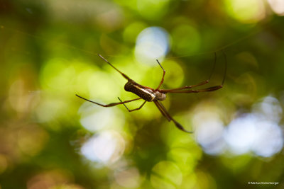 and lots of spiders all around