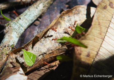 and ants, which were cutting leaves