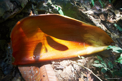beautiful leaves in the jungle