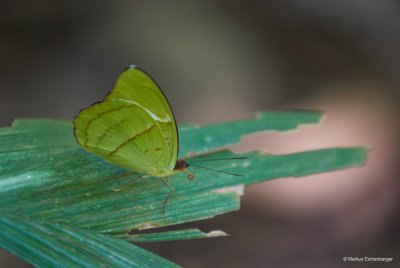 and lots of different butterflies