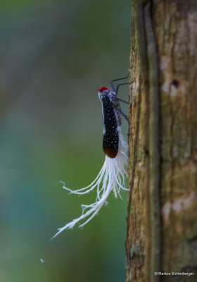 an insect, no clue what that was, but it was flying...
